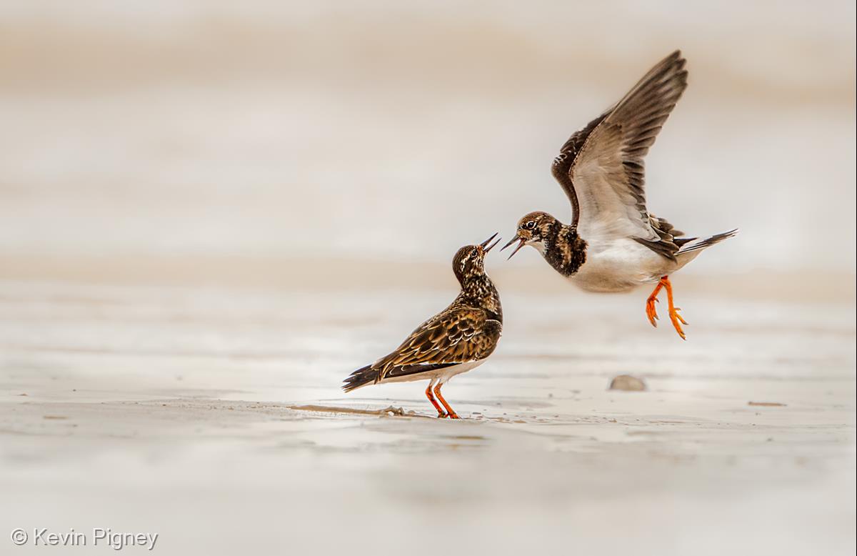 Turnstone Squabble by Kevin Pigney