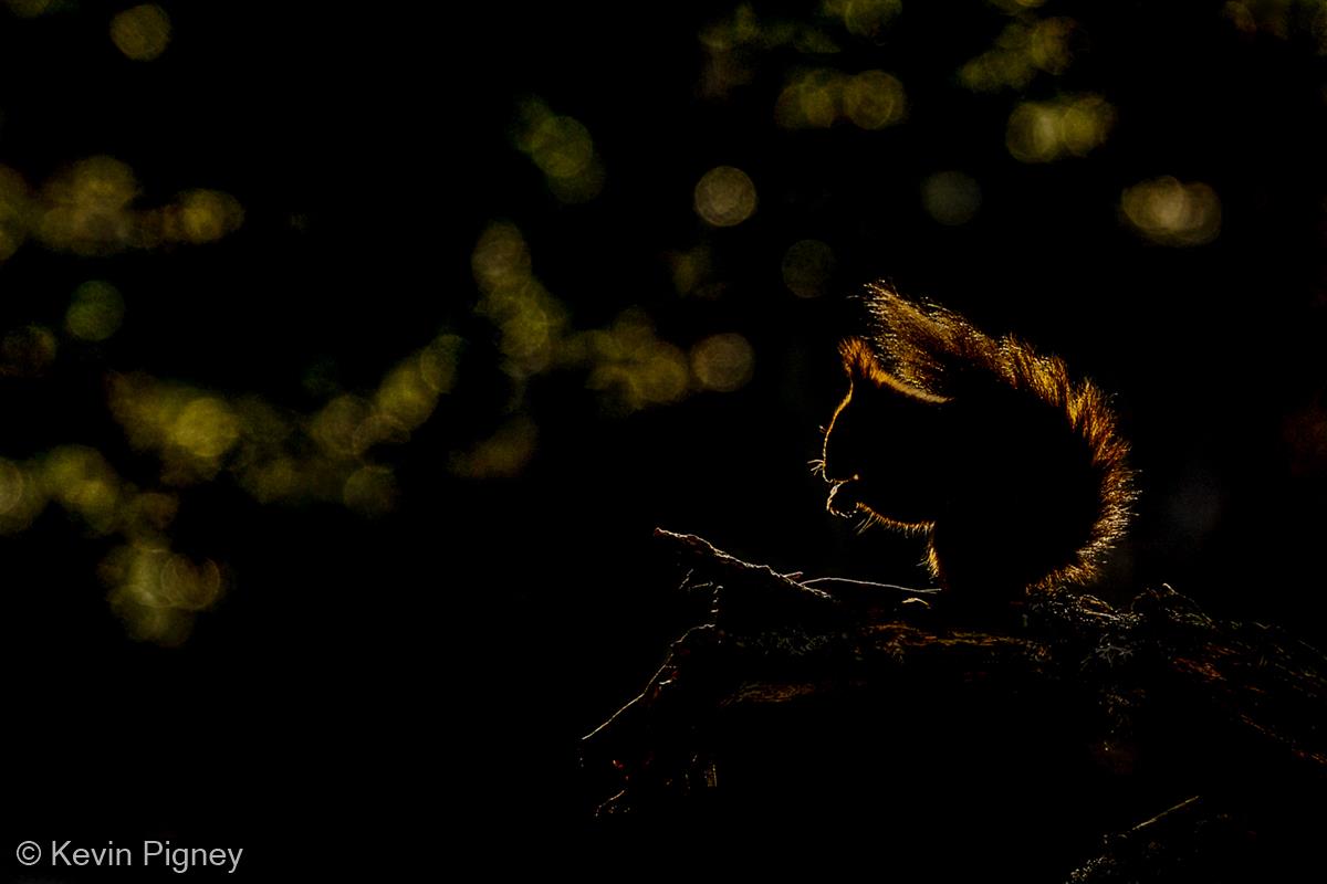 Red Squirrel Backlit by Kevin Pigney