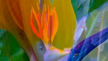 Strelitzia Abstract