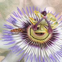 Passion Fruit Attraction