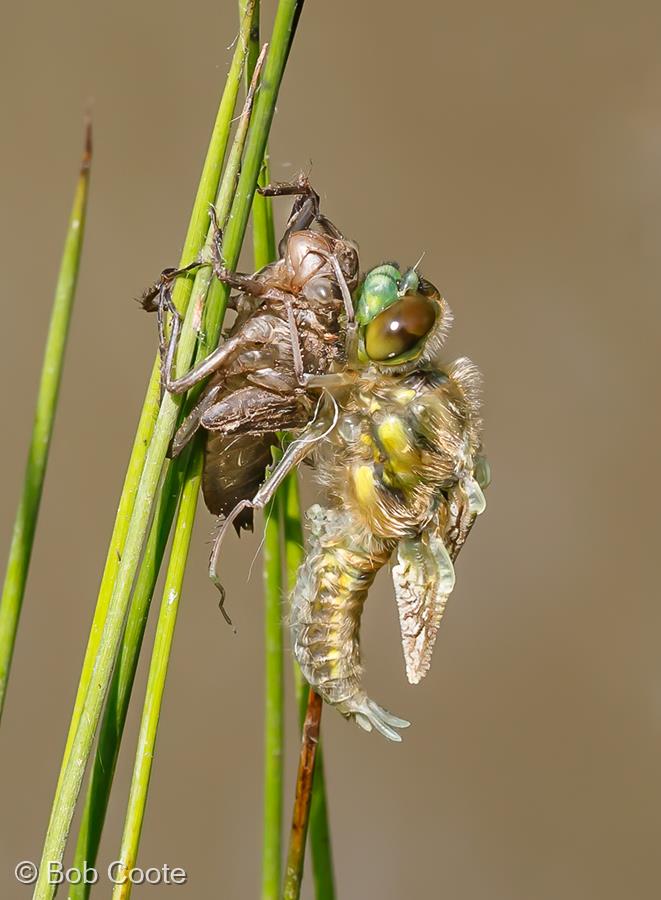 Emerging Dragonfly by Bob Coote