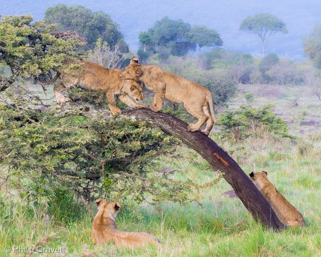Young Lions at Play by Philip Gravett