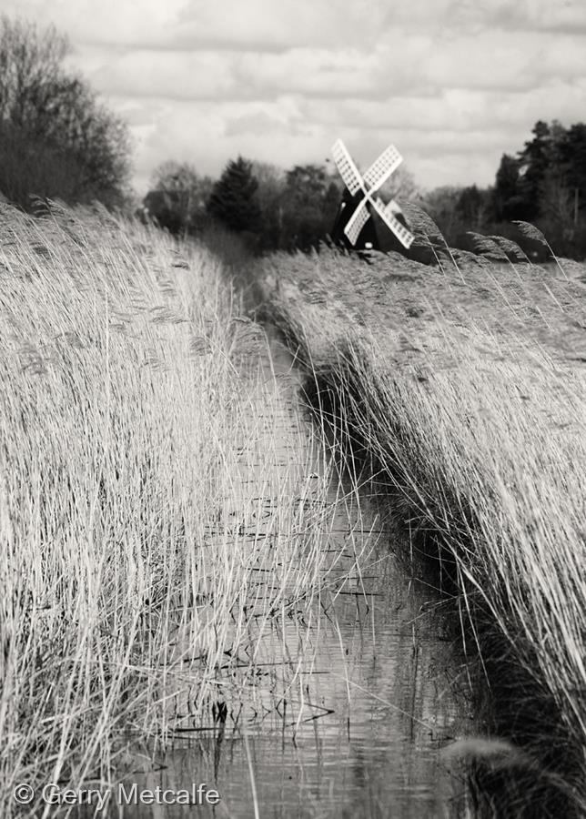 Reeds by Gerry Metcalfe