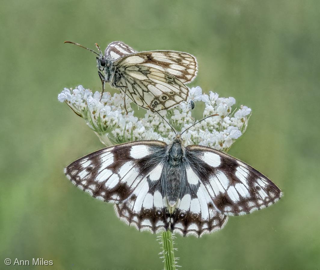 Marbled White Pair Waking from Roosting by Ann Miles