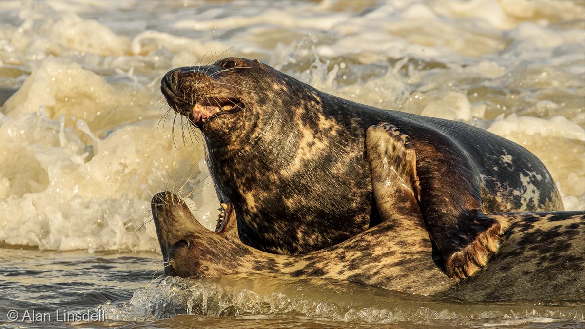 Seals in the Surf by Alan Linsdell