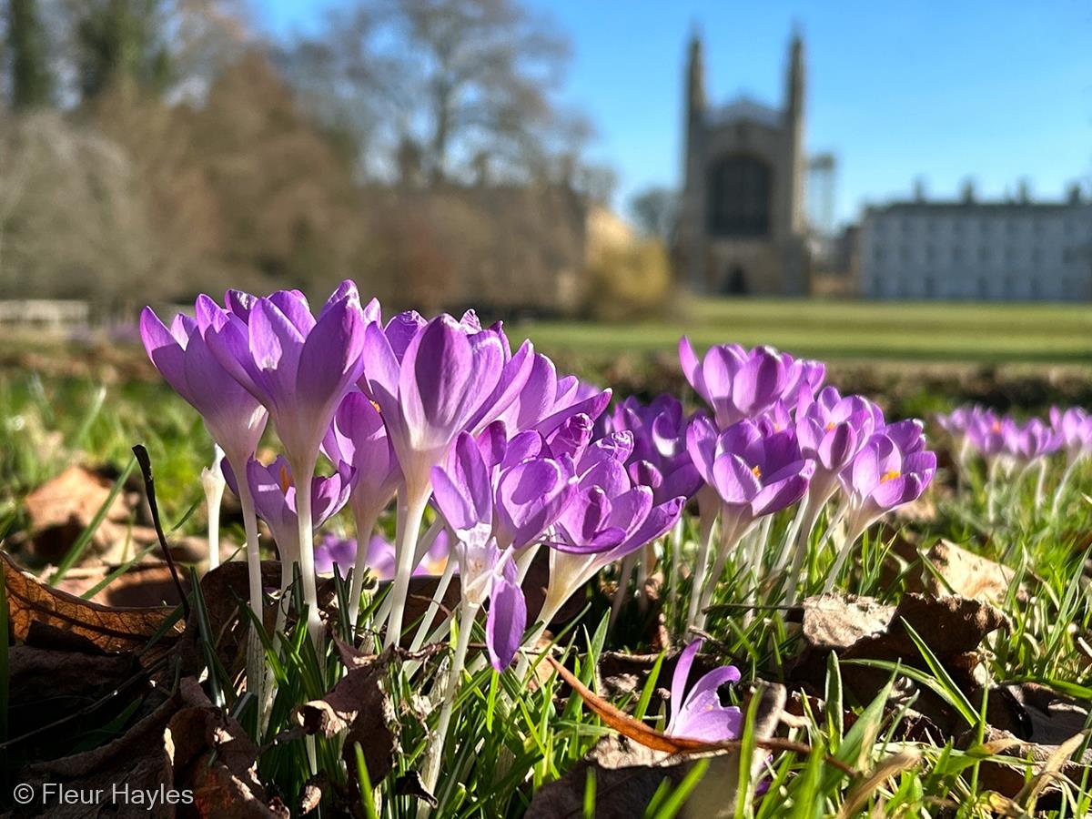 Crocuses, Cambridge by Fleur Hayles