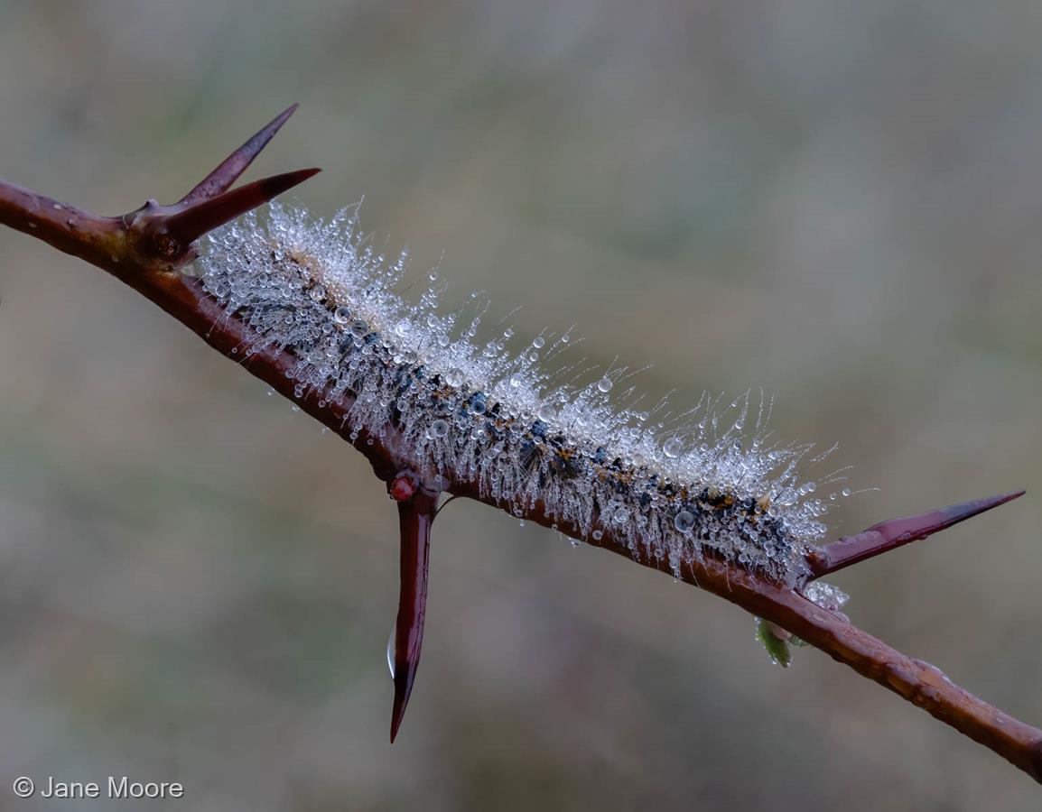 Frozen Caterpillar by Jane Moore