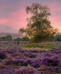 Sunrise at Westleton Heath