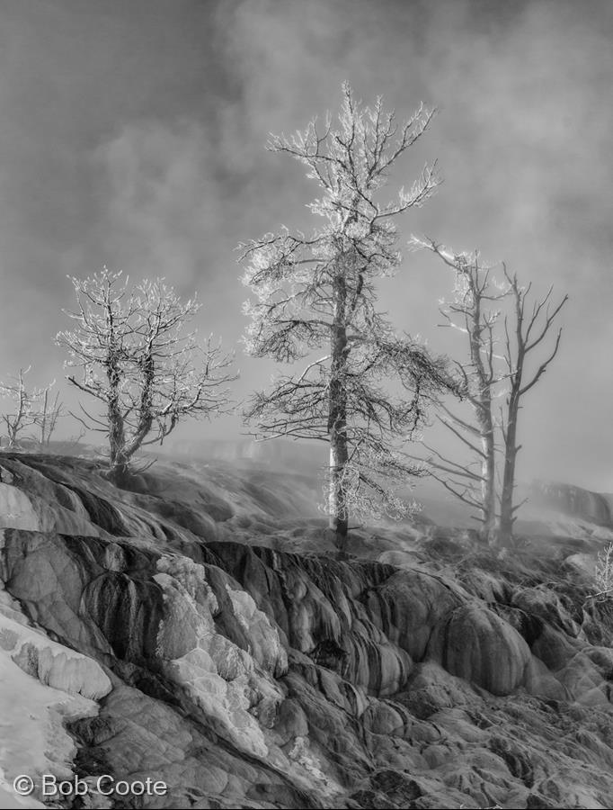 Frozen Trees by Bob Coote