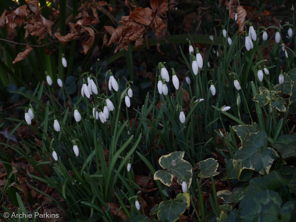 Snowdrops and Beech Leaves by Archie Parkins