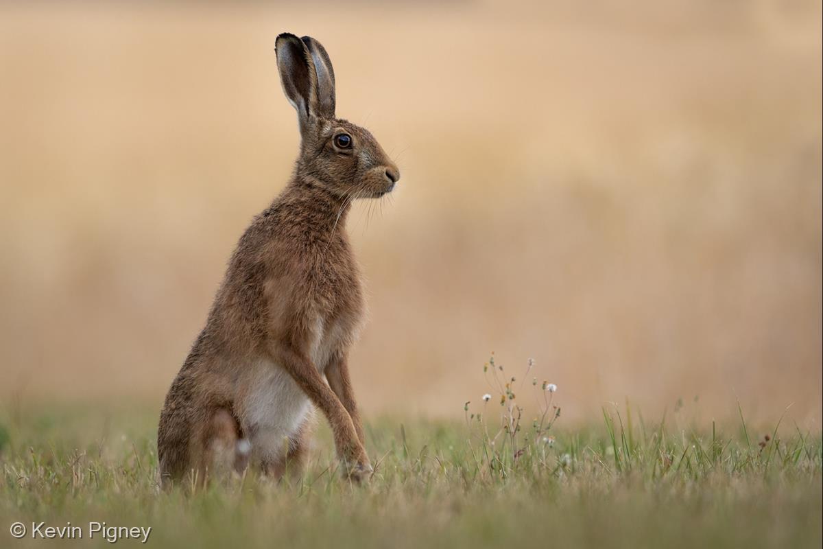 Brown Hare with Wild Flowers by Kevin Pigney