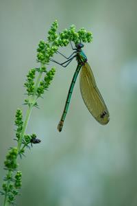 Banded Demoiselle