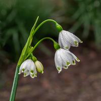 Snowdrops
