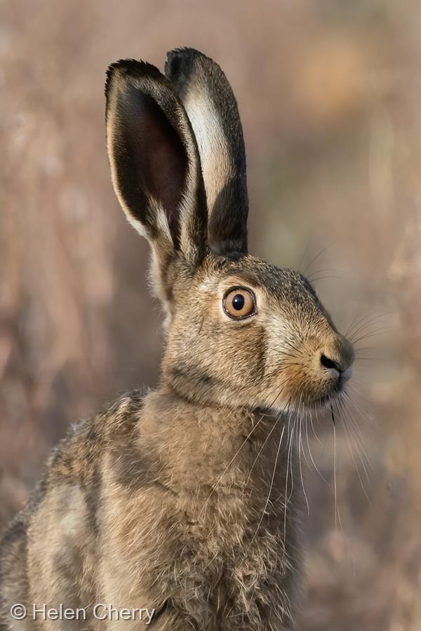 Whiskers by Helen Cherry