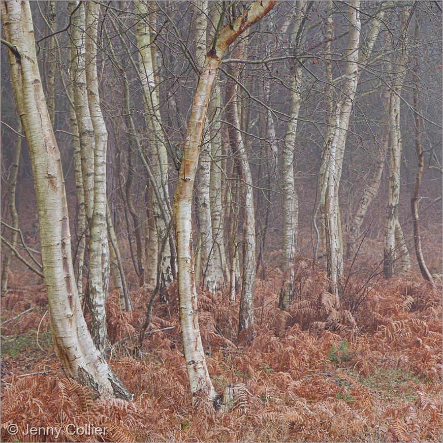 Winter Birches by Jenny Collier