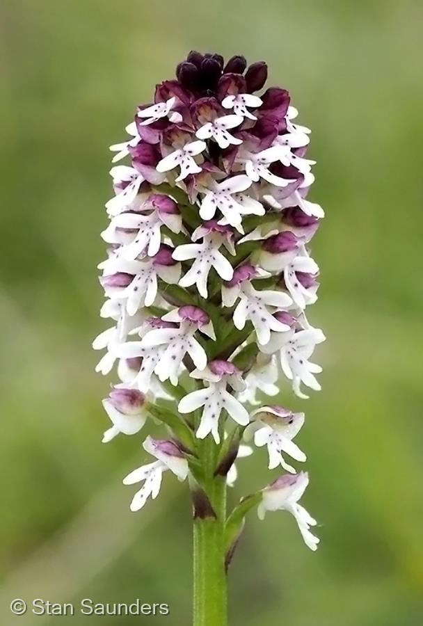 Burnt Orchid by Stan Saunders