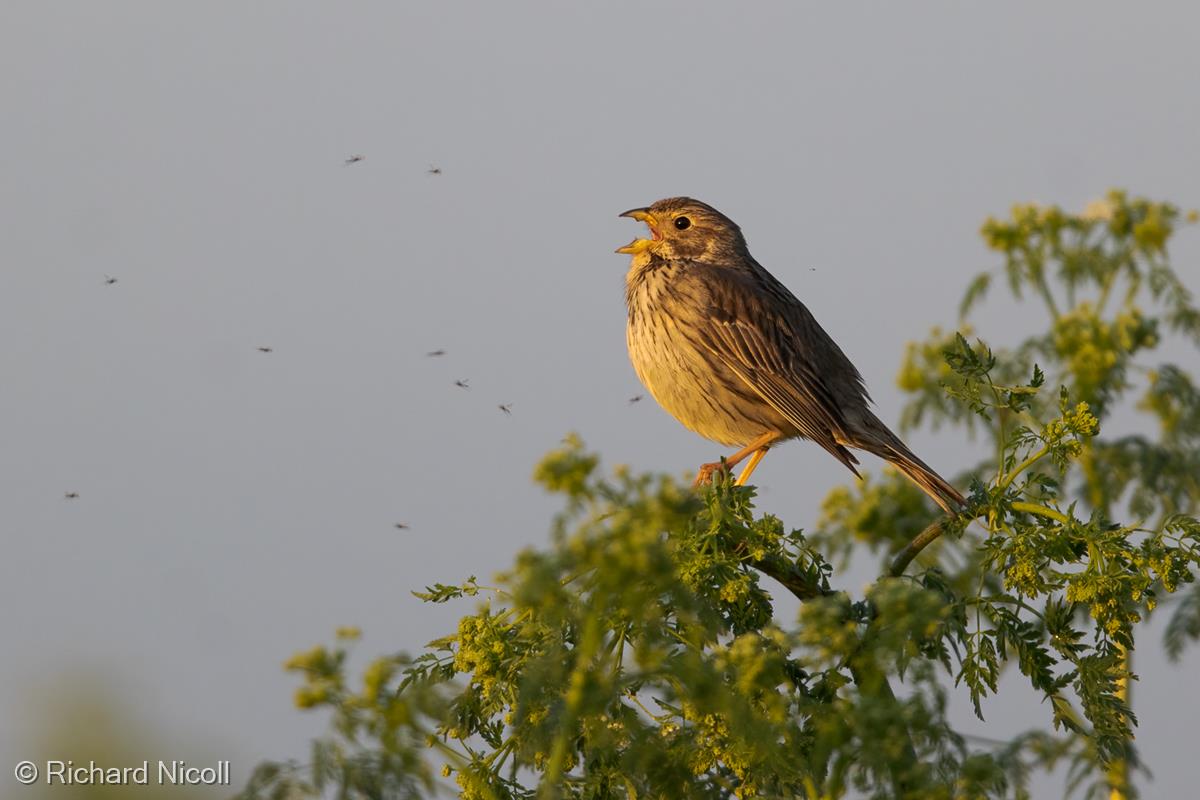 Corn Bunting Singing by Richard Nicoll