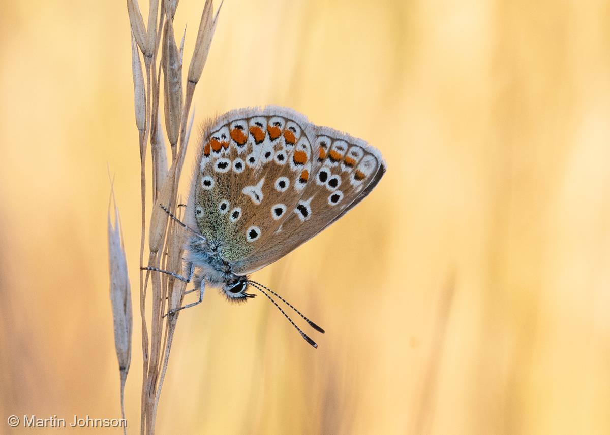 Female Common Blue Butterfly by Martin Johnson