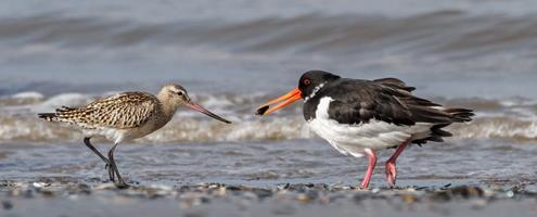 Bar-tailed Godwit and Oystercatcher
