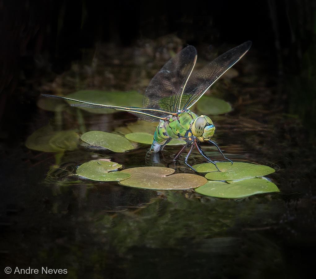Female Emperor Dragonfly Ovipositing by Andre Neves