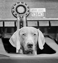 The Prizewinner