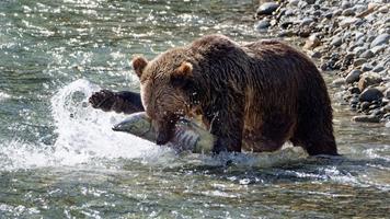 Grizzly Bear with Chum Salmon