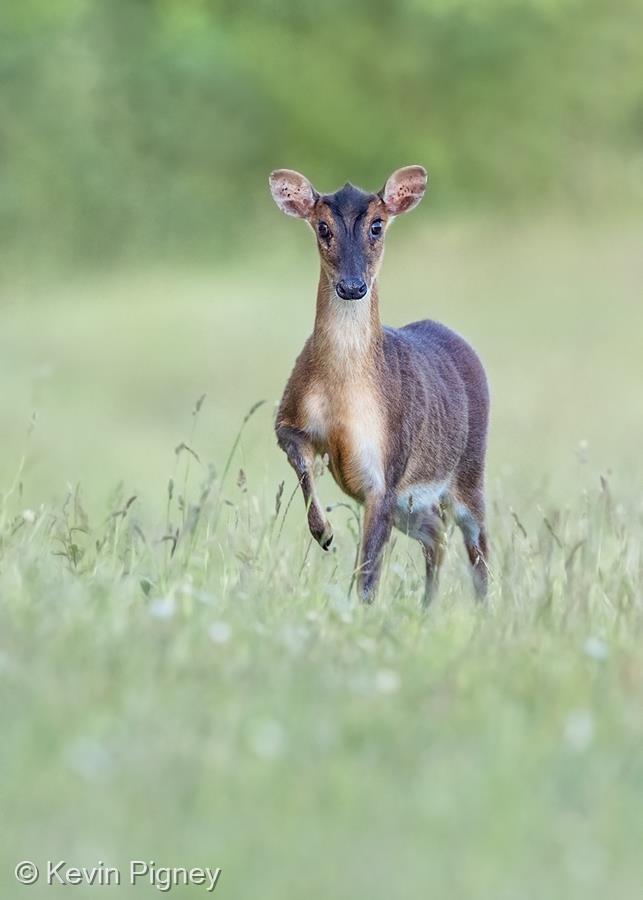 Muntjac Stomping by Kevin Pigney