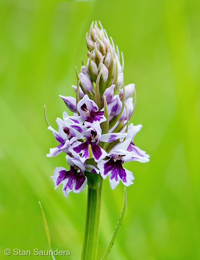 Common Spotted Orchid Hyperchromic form by Stan Saunders