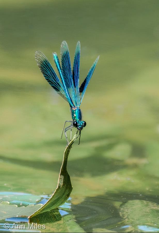 Banded Demoiselle Display by Ann Miles