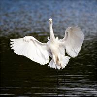 Great Egret