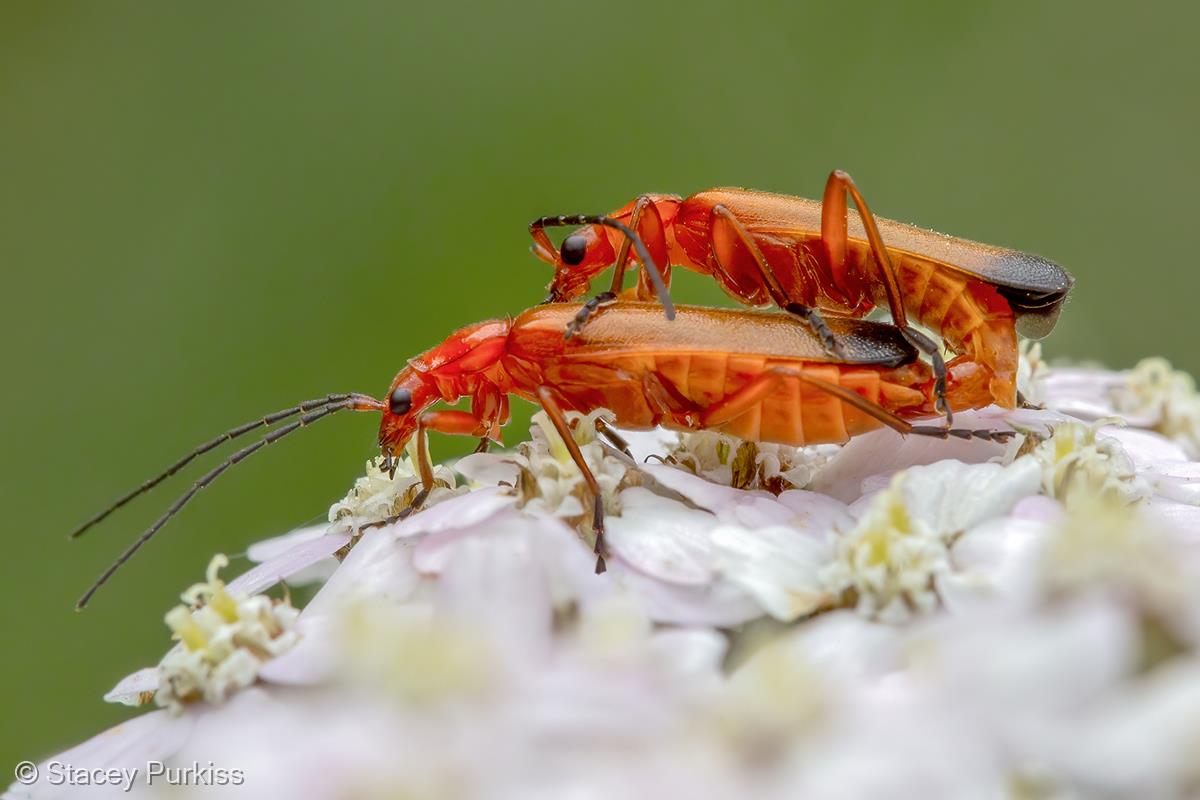 Common Red Soldier Beetles Mating by Stacey Purkiss