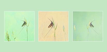 A Study of Mayflies