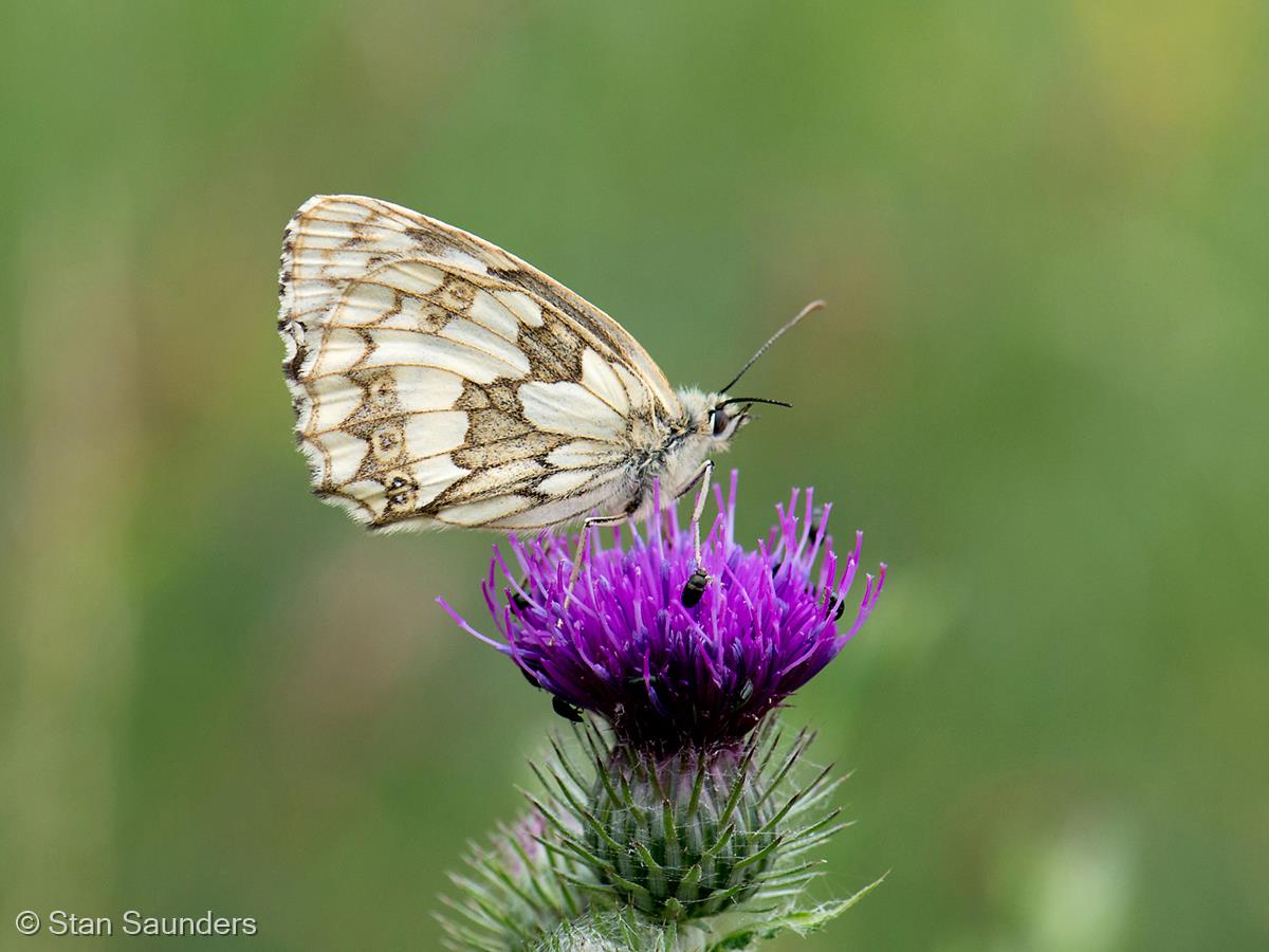 Marbled White Butterfly by Stan Saunders