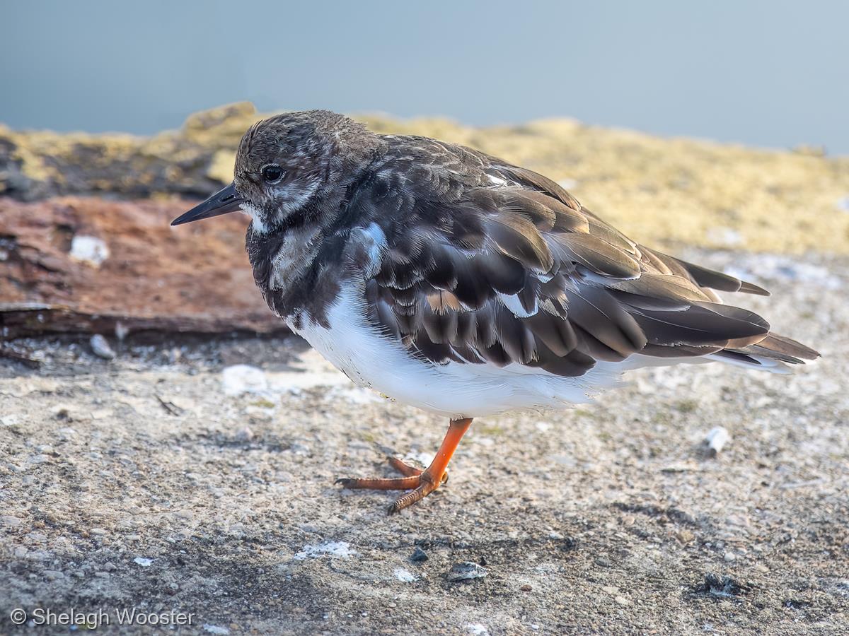 Turnstone by Shelagh Wooster