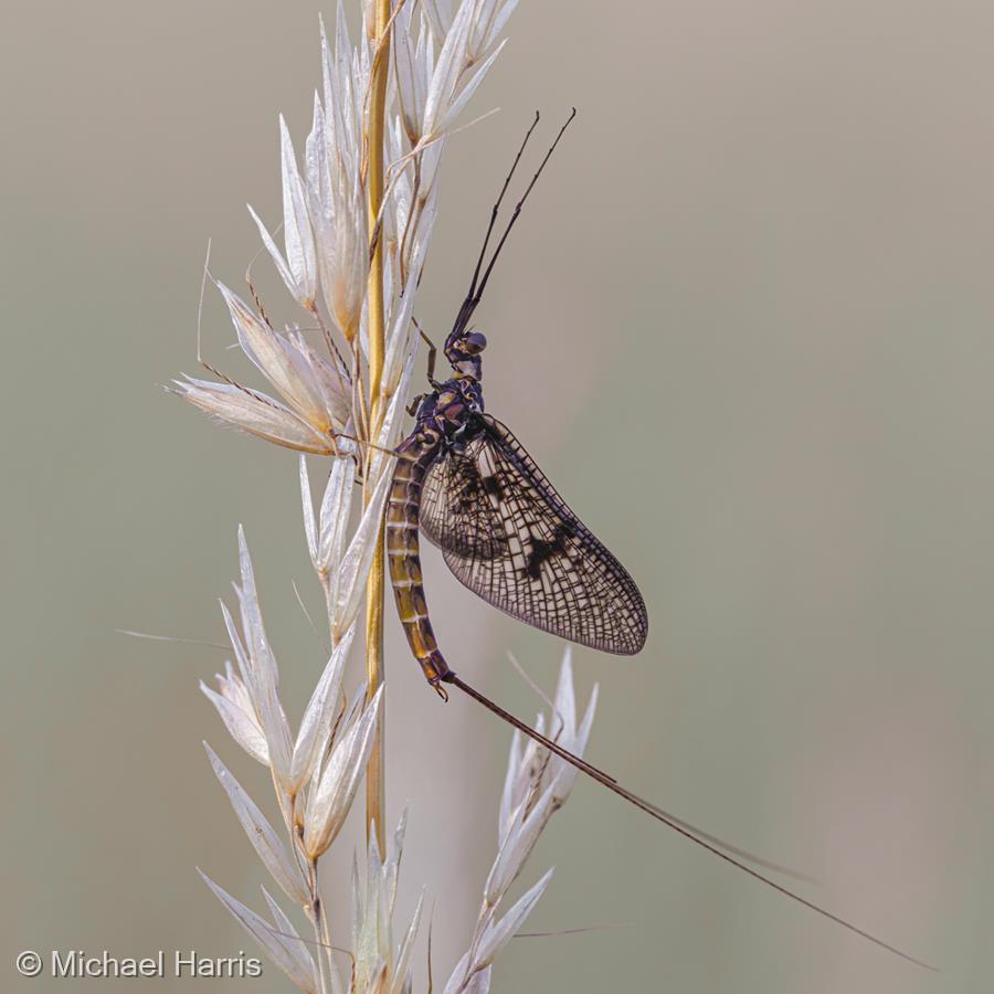 Mayfly by Michael Harris