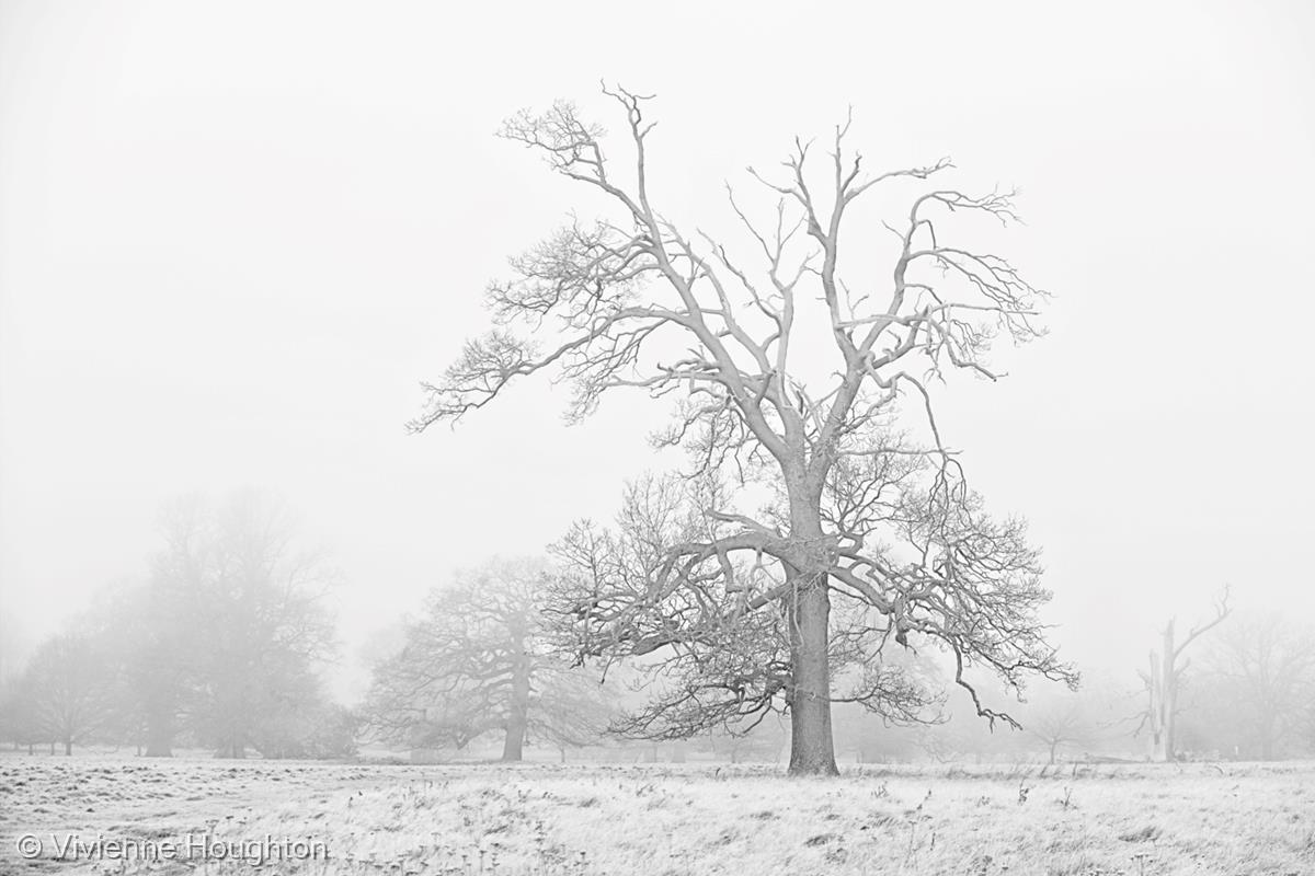 Winter Trees by Vivienne Houghton