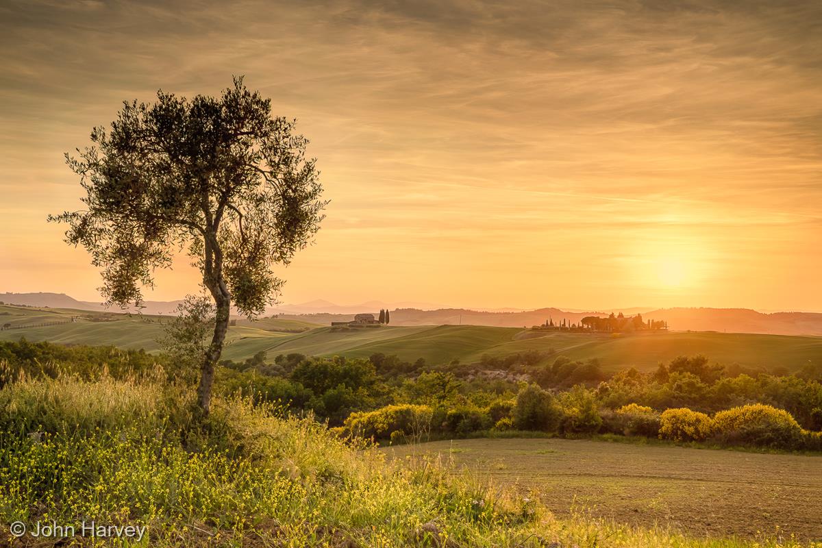 Olive Tree Sunset by John Harvey