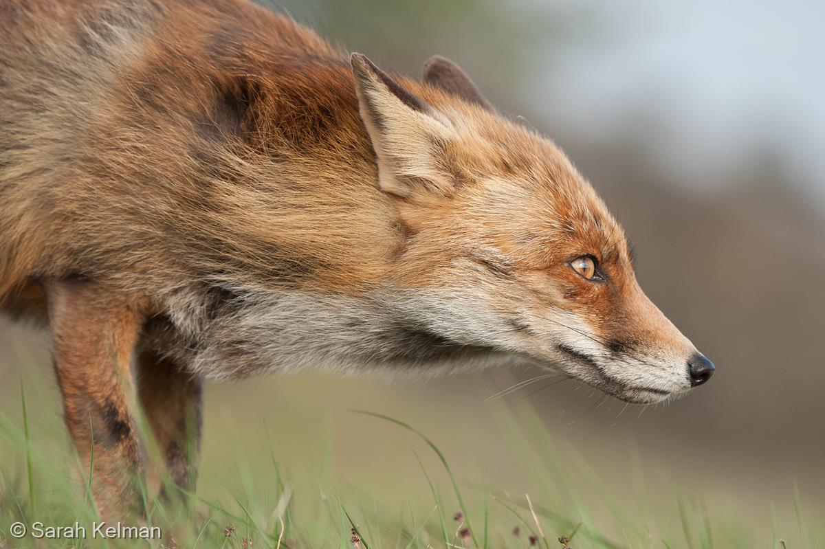 Red Fox Detects a Scent by Sarah Kelman