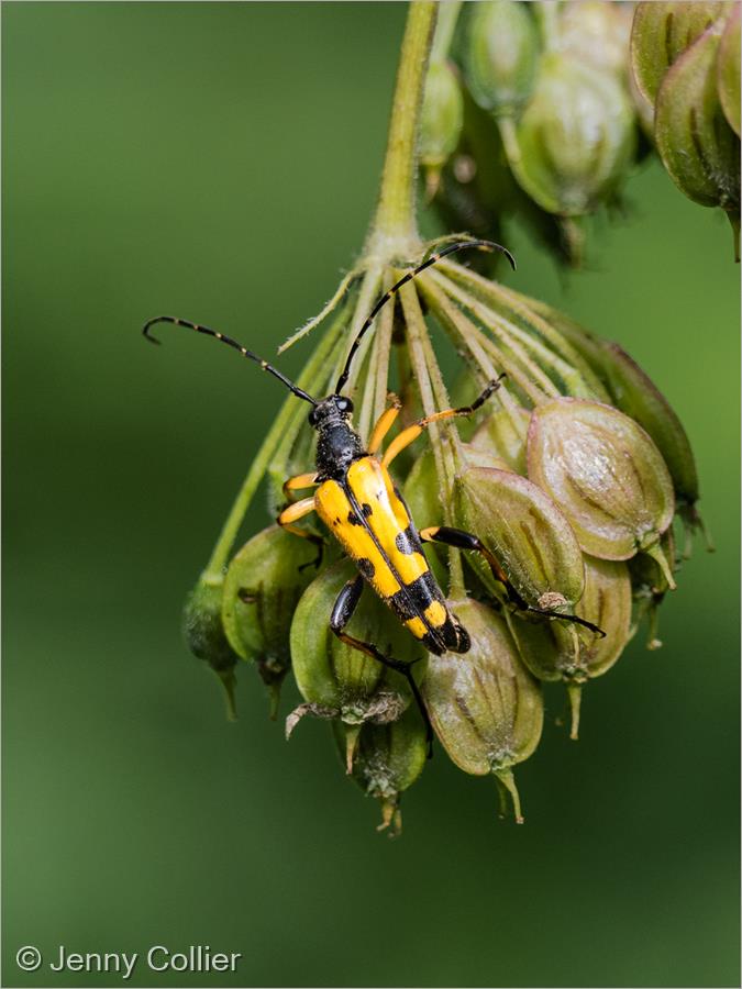 Black & Yellow Longhorn Beetle by Jenny Collier