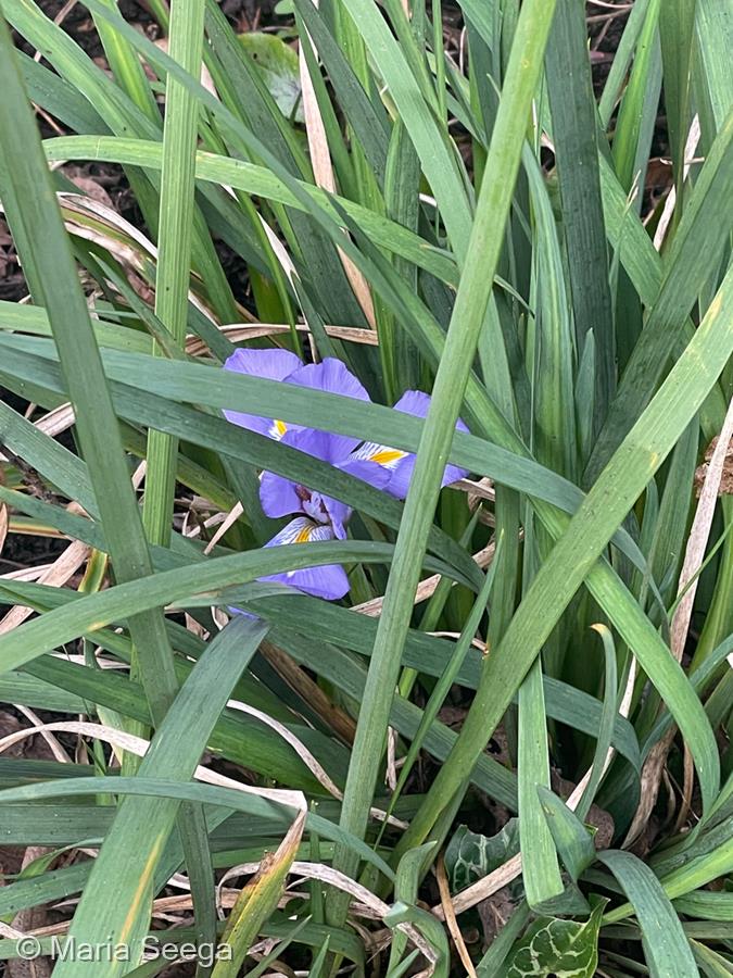 Purple Iris by Maria Seega