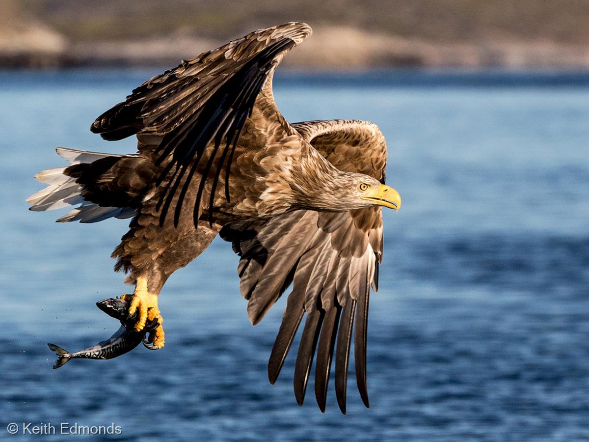 White-tailed Eagle by Keith Edmonds