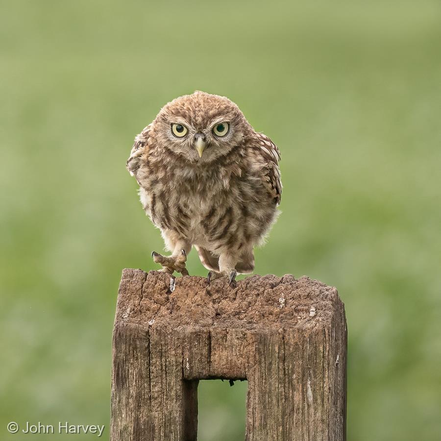 Little Owl by John Harvey