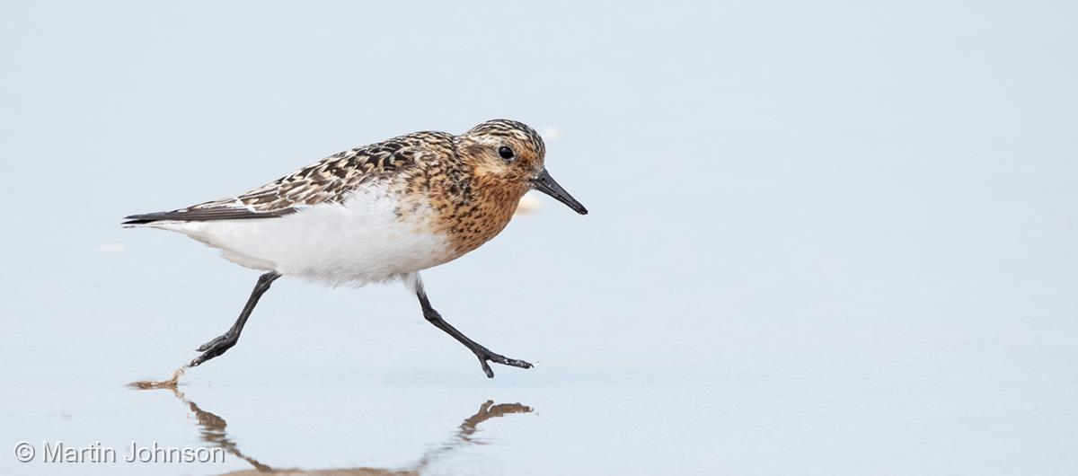 Running Sanderling by Martin Johnson