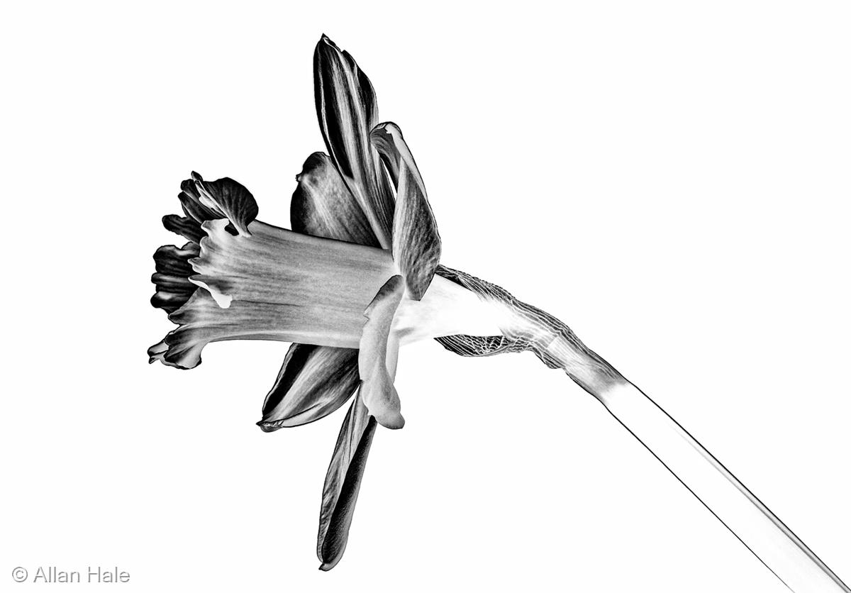 Daffodil Impression by Allan Hale