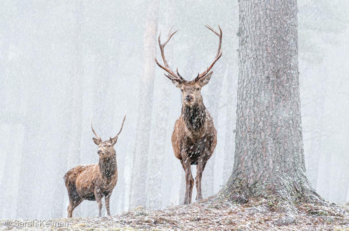 Red Deer in the Forest by Sarah Kelman