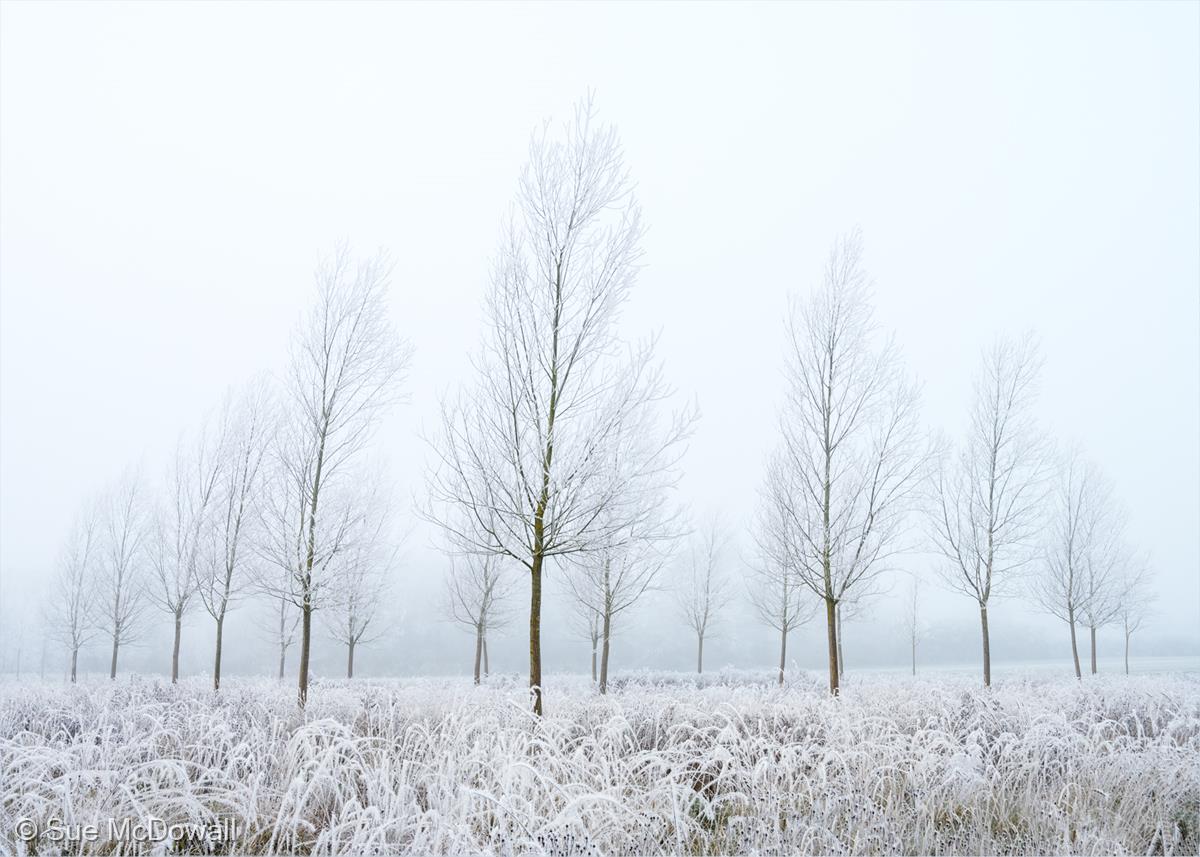 Willow Trees in the Mist by Sue McDowall