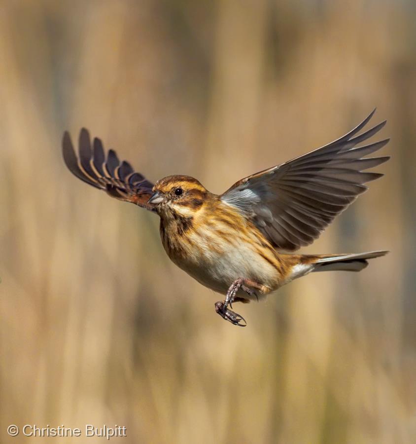 Female Reed Bunting in Flight by Christine Bulpitt