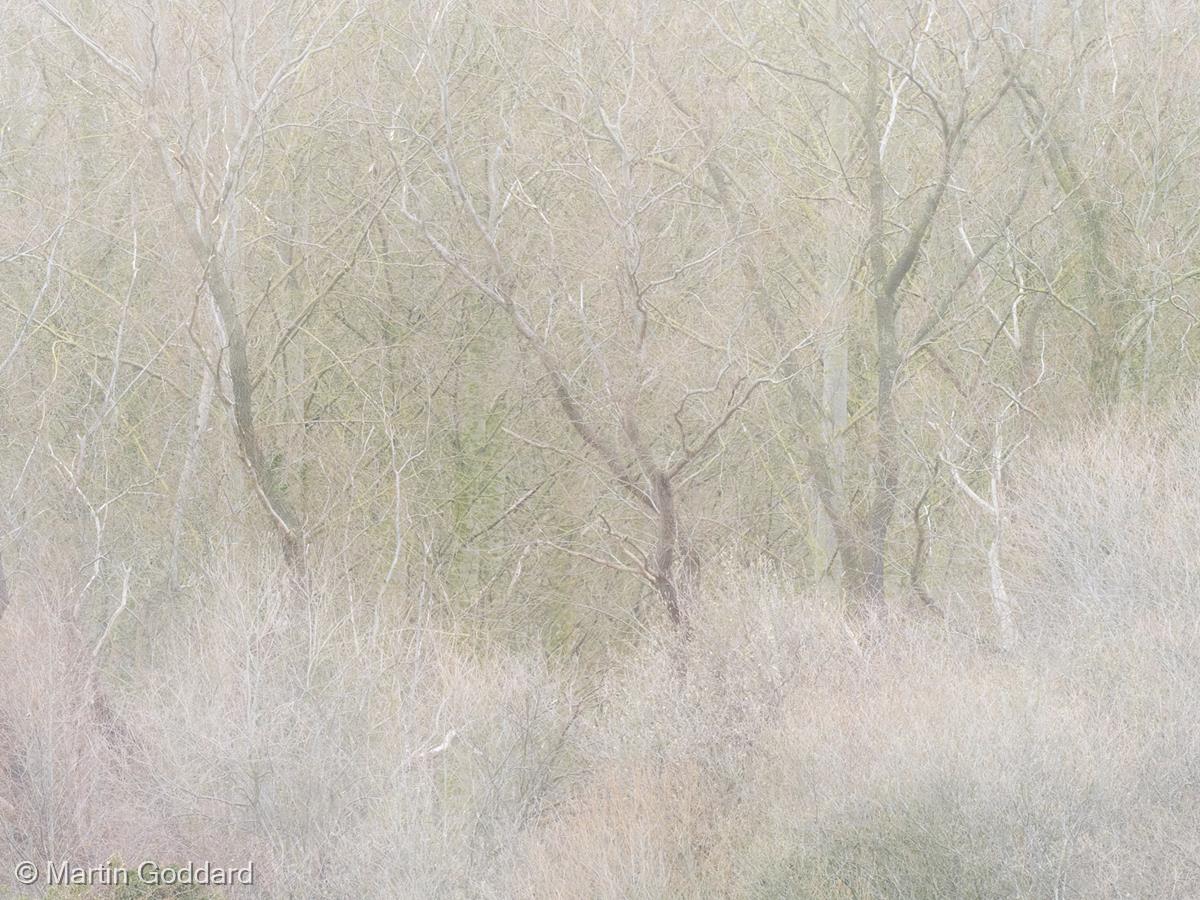 Pastel Woodland by Martin Goddard