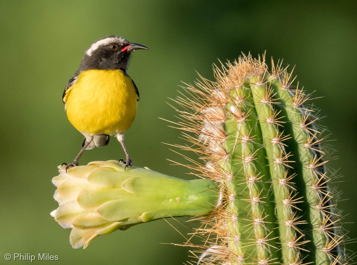 Bananaquit (Coereba flaveola) by Philip Miles