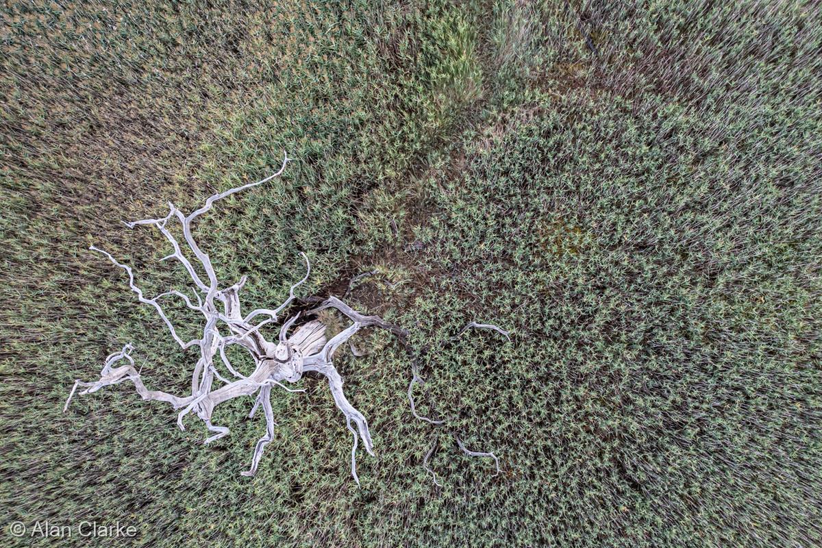 Dead Bog Oak - Bird's Eye View by Alan Clarke